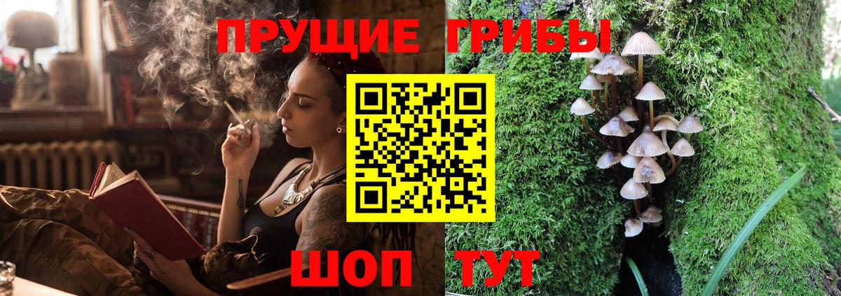 Пугачёв  Галлюциногенные грибы Cubensis  Вход с VPN 